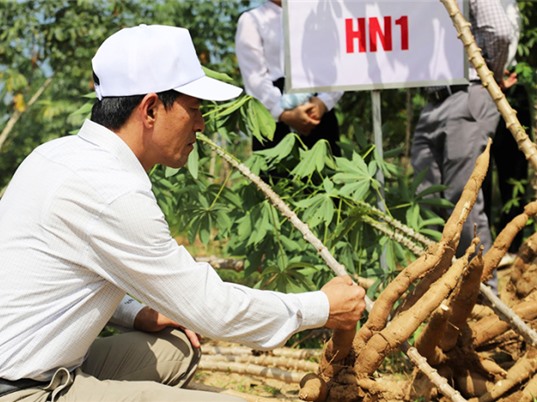 Quảng Bình: Tuyển chọn giống sắn giàu tinh bột và kháng bệnh khảm lá